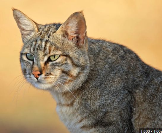 african cats